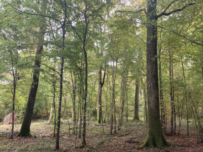 Forêt de Boncourt
