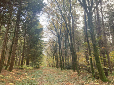Propriété de 75 hectares composée de deux tènements à dominante résineuse située dans le Maine et Loire (49), entre Angers et Cholet.
Principaux atouts :  
- Facilement accessible et excellente desserte 
- Stock important de douglas, pins maritimes et pin laricio
