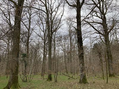 Forêt de La Motte des Ruets 